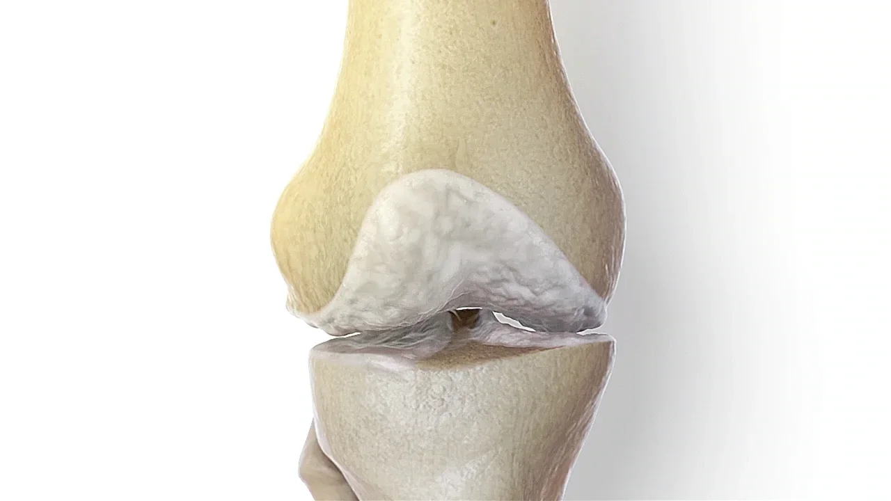 Diz osteoartriti ve ortez yaklaşımı: Diz ekleminin anatomik görünümü